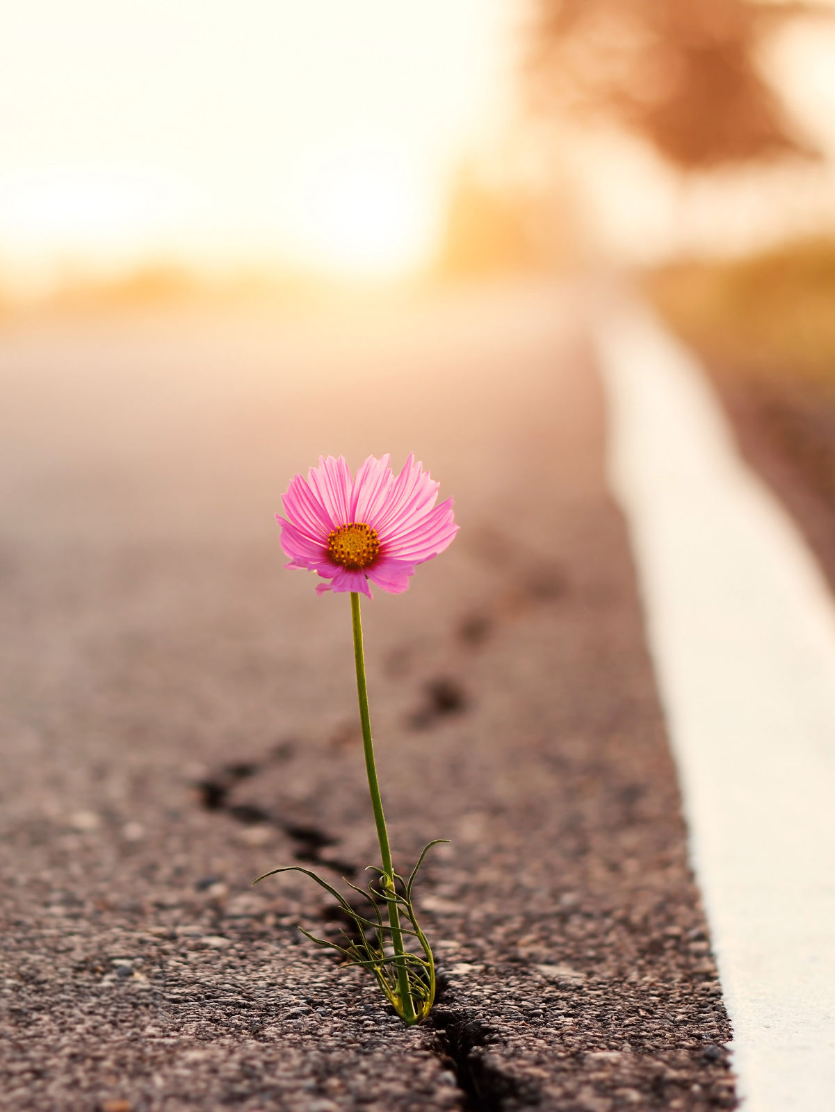 Pink flower growing through a crack in the asphalt